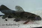 Aimara Wolf Fish 5"-6" (hoplias aimara)